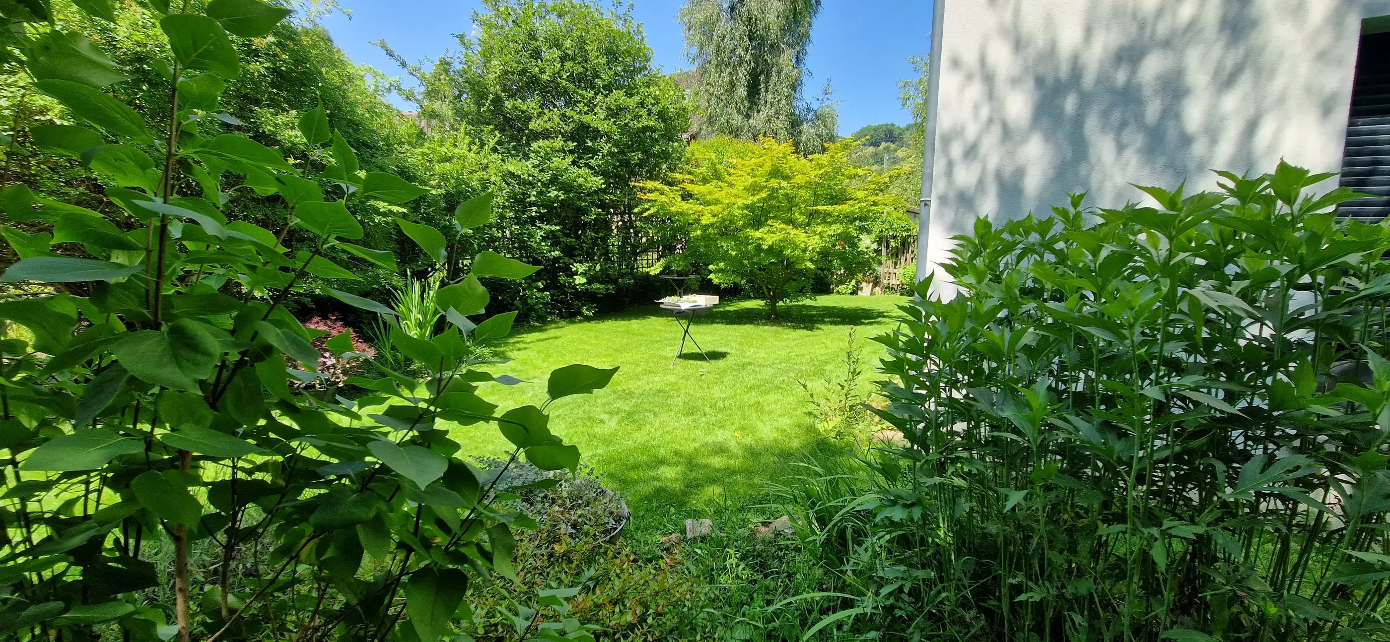 Jardin réalisé par PaysaFlore : pelouse, érable et massifs arborés